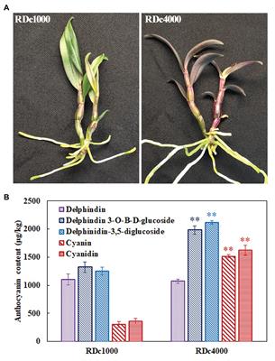 The Light-Induced WD40-Repeat Transcription Factor DcTTG1 Regulates Anthocyanin Biosynthesis in Dendrobium candidum